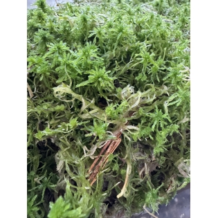 Živý Rašeliník (250g+) koberec 15x15cm