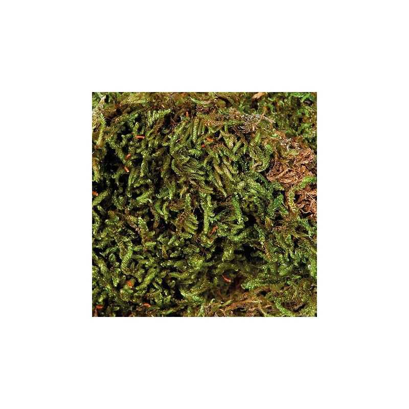 Terarijní mech, substrát pro vlhkost terária 200 g